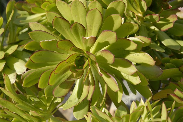 2009, Hyères, 83400, plante grace, végétaux