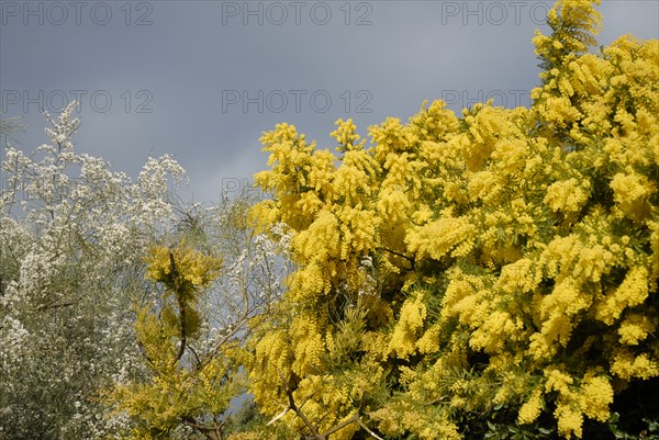 2009, Hyères, 83400, mimosa, fleurs