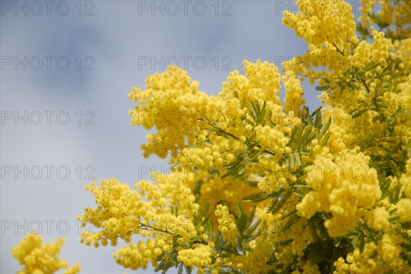 2009, Hyères, 83400, mimosa, fleurs