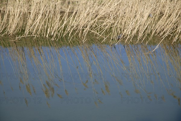 2009, Hyères, 83400, reflets dans l'eau, vegetaux