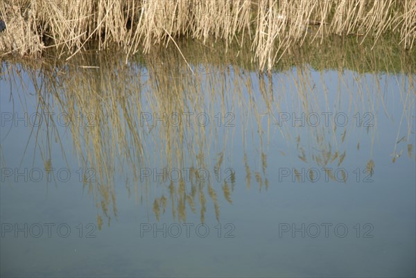 2009, Hyères, 83400, reflets dans l'eau, vegetaux