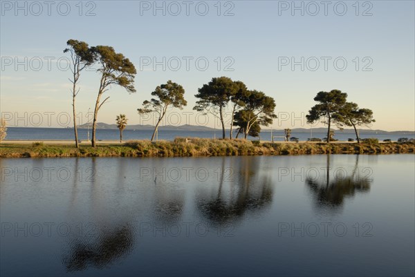 2009, Hyères, 83400, palmiers, pin maritime, plan d'eau, reflets dans l'eau, arbres
