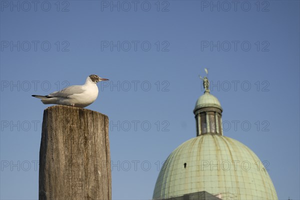 2009, dome église San Simeon Picollo, mouette, Venise