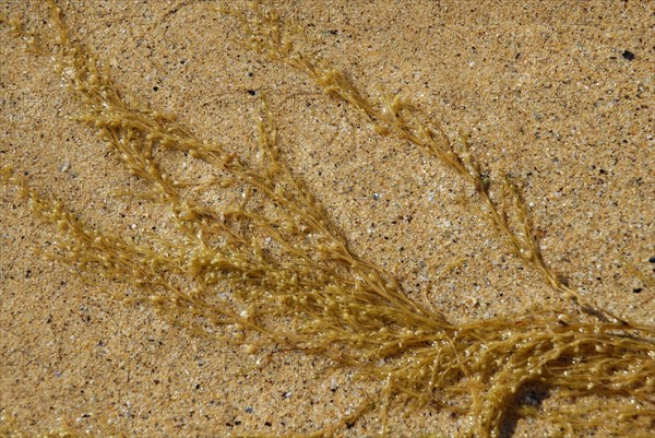2009/ Belle-ile en Mer, algue, plage, mer, sable