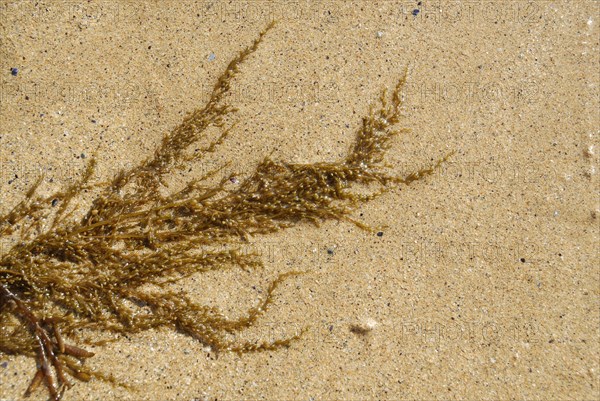 2009/ Belle-ile en Mer, algue, plage, mer, sable