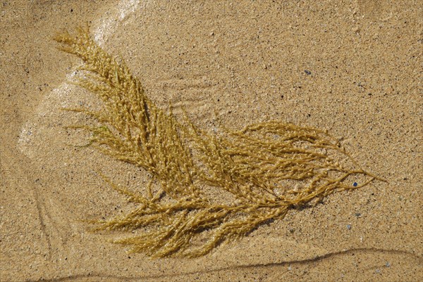 2009/ Belle-ile en Mer, algue, plage, mer, sable