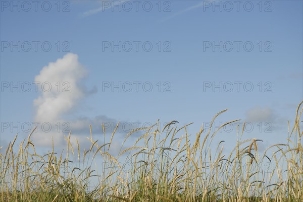 2009/ Belle-ile en Mer, paysage, nuages, végétaux, Bretagne