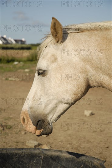 2009/ Belle-ile en Mer, cheval