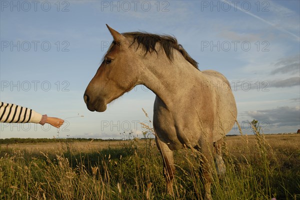 2009/ Belle-ile en Mer, cheval