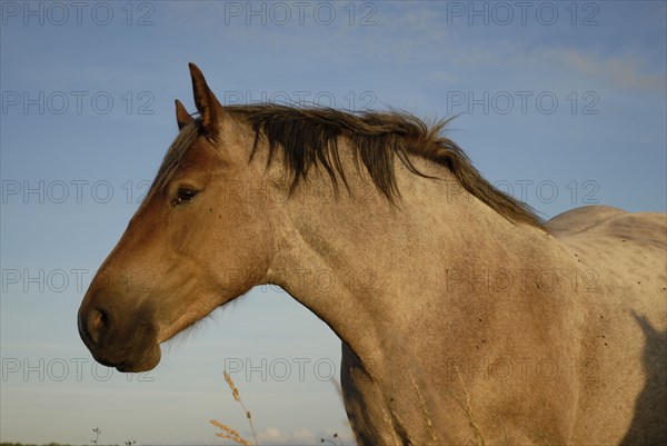 2009/ Belle-ile en Mer, cheval