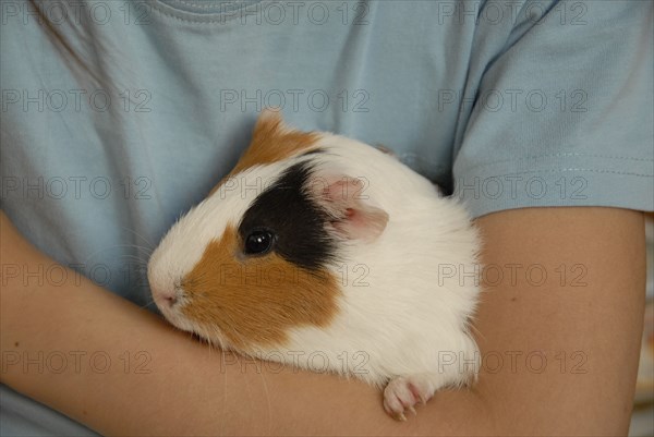 2009/ enfant animal, cochon dinde