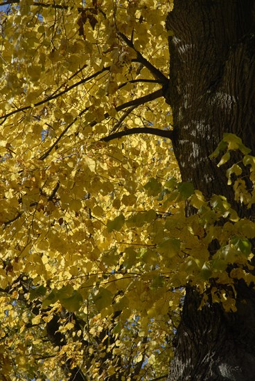 octobre 2009, arbre, automne, Bourgogne, paysage