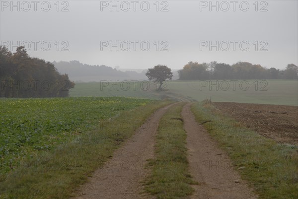arbres, Bourgogne, brouillard, octobre 2009, paysage automne