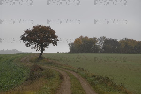 arbre, Bourgogne, octobre 2009, paysage automne