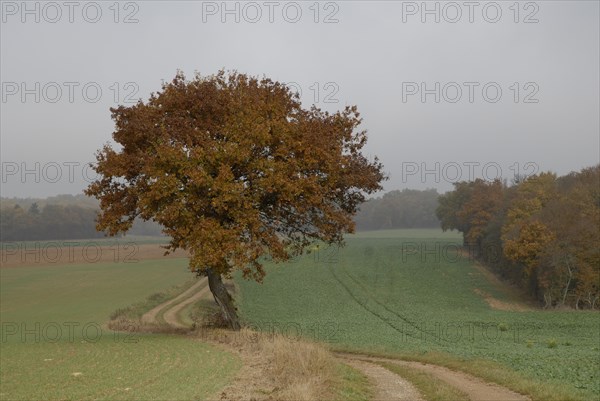 arbre, Bourgogne, octobre 2009, paysage automne