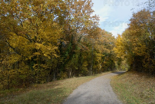 arbres, Bourgogne, chemin, octobre 2009, paysage automne