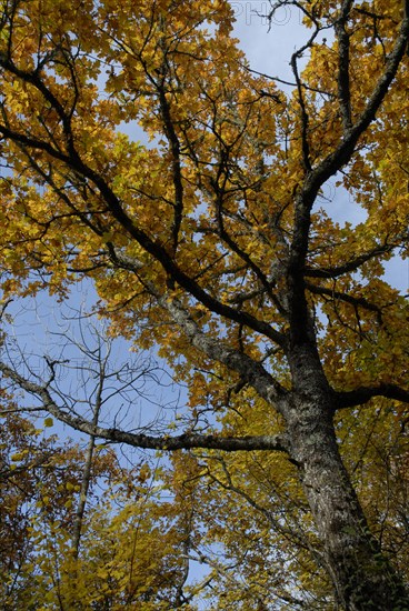 arbre, automne, Bourgogne, octobre 2009