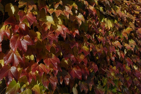 automne, Bourgogne, feuilles, Mur, octobre 2009, toit, Vezelay, vigne vierge