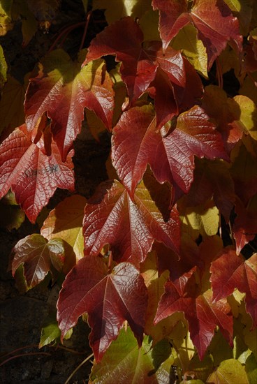 automne, Bourgogne, feuilles, Mur, octobre 2009, toit, Vezelay, vigne vierge