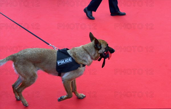 Chien de la brigade cynophile de Cannes