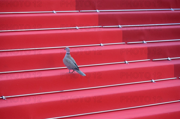 Festival de Cannes - insolite