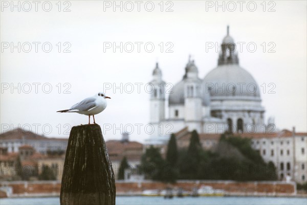 St. Mary of Salvation Church in Venice.