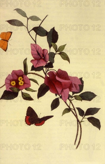 Fleur de bougainvillier