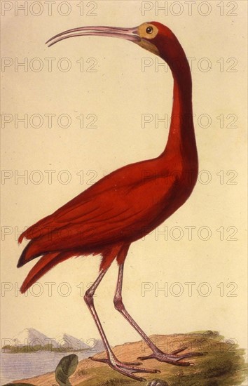 Ibis rouge