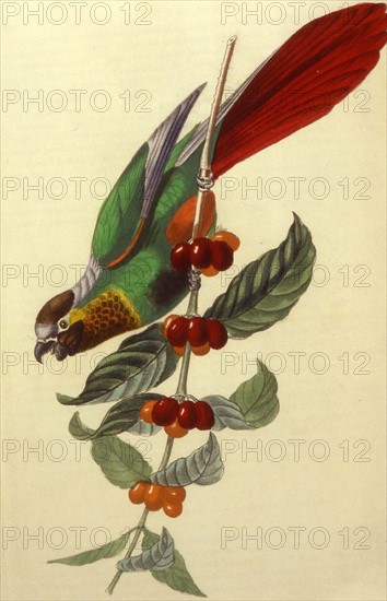 Parrot on the branch of a coffee tree