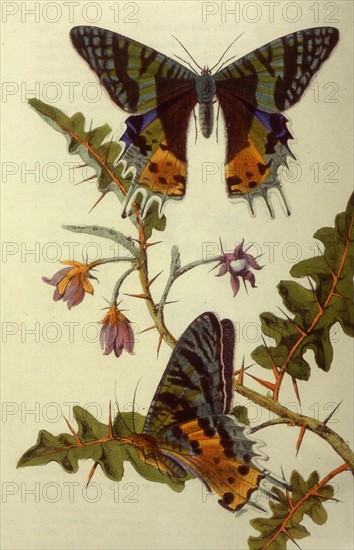 Papillon Uranie riphée