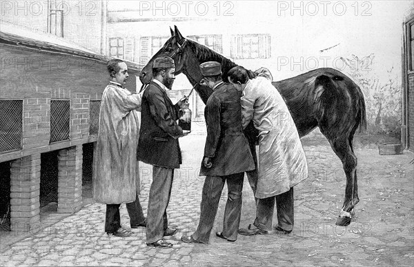 Injection d'une dose de sérum antidiphtérique sur un cheval