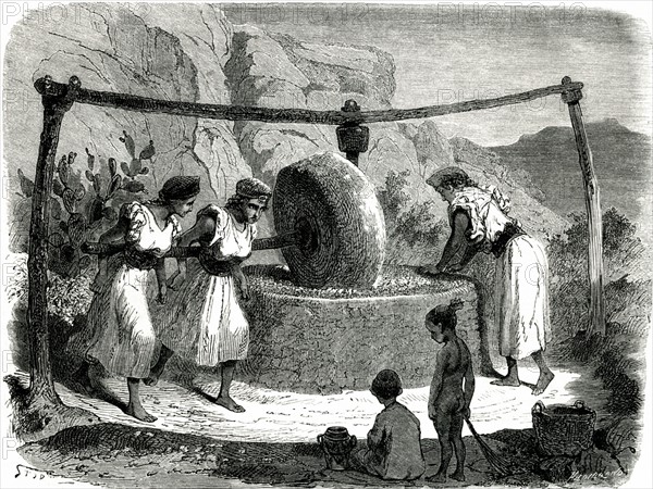 Olive oil production in Kabylia - 19th century