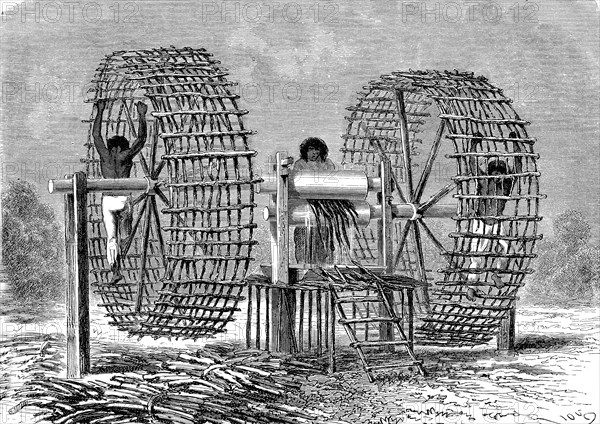Canne à sucre en Equateur en 1865