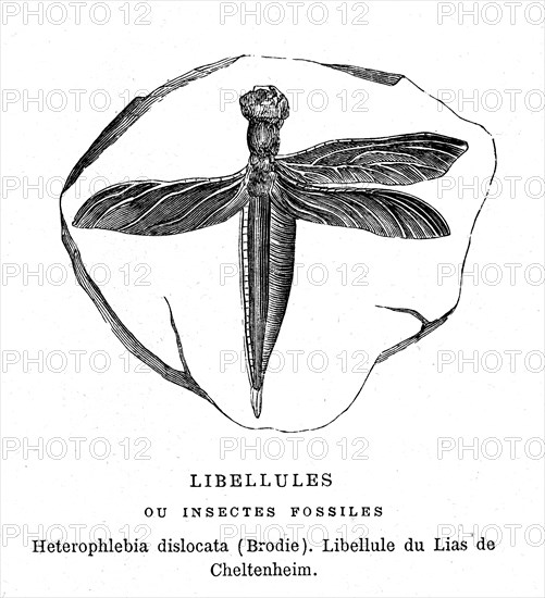 Heterophlebia dislocata ( by Brodie ) Fossil insect. From artwork " L'Univers
avant l' homme " by M. Boitard.
Paris 1863