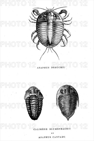 Asaphus  Debushii ( top)   Calimene  Blumenbachii , Asaphus cantadu
From " L'Univers avant l' homme "  by M. Boitard . Paris 1863
1863                      ( The universe before mankind )