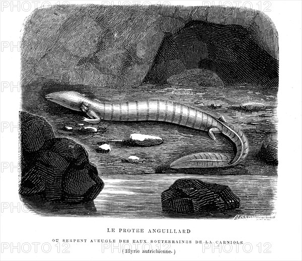 The protee eel, blind snake  in underground waters in Austria. from artwork
 " The Universe before mankind " by M. Boitard.Paris 1863.
" ( L' Univers avant l' homme )