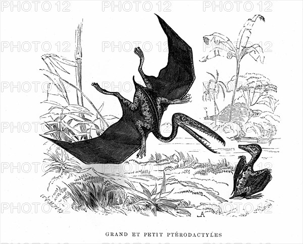 Big and small Pterodactylus. From " The Universe before mankind " artwork
by M. Boitard. Paris 1863.         ( L'Univers avant l' homme )
1863