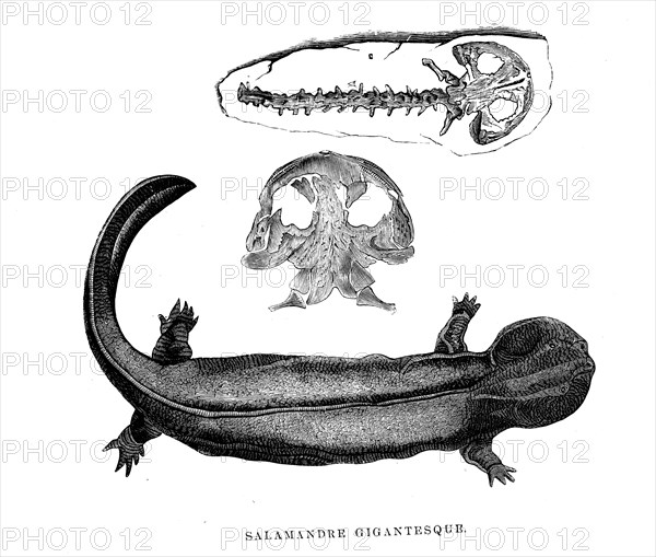 Gigantic salamander.From the book by M. Boitard " L'Univers avant l' homme" 
Paris 1863.