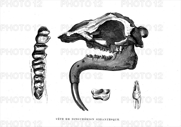 Gigantic Dinotherion head. From " the Universe before mankind " artwork by
M. Boitard, Paris 1863         "( L'Univers avant l' homme )