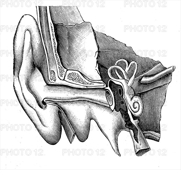 The hearing aid. From the artwork by Emile Desbeaux " Popular Physics "
1891       "Physique populaire " par Emile Desbeaux   1891