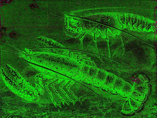 Homarus gammarus.family of the Nephropoidea ( Lobster ) Submarine zoolo-
gy. 1880