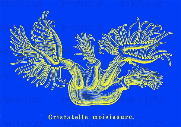 Cristatella mucedo. ( Bryozoan )Submarine Zoology. Artwork by Mme Gustave
Demoulin " Animaux etranges ". Paris 1880