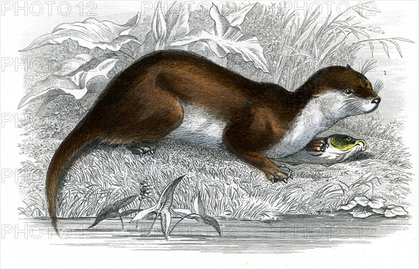 La loutre
1846
Planche illustrée parue dans l'ouvrage "Le Règne Animal distribué d'après son organisation", de Georges Cuvier, paru en 1817.