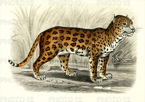 Le Jaguar
1846
Planche illustrée parue dans l'ouvrage "Le Règne Animal distribué d'après son organisation", de Georges Cuvier, paru en 1817.