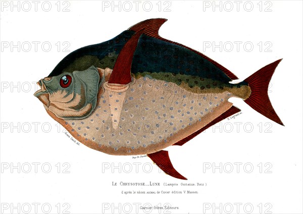 Lampris Guttatus
1846
Planche illustrée parue dans l'ouvrage "Le Règne Animal distribué d'après son organisation", de Georges Cuvier, paru en 1817.