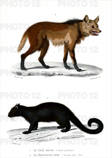 1 ) Canis jubatus
2 ) Ictides ater
1846
Planche illustrée parue dans l'ouvrage "Le Règne Animal distribué d'après son organisation", de Georges Cuvier, paru en 1817.