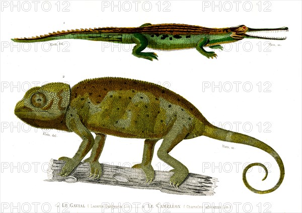 1 ) Lacerta Gangetica             1846
2 ) Chameleo africanus
Planche illustrée parue dans l'ouvrage "Le Règne Animal distribué d'après son organisation", de Georges Cuvier, paru en 1817.
