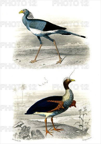 1 ) Le secrétaire       1846
2 ) Le Kamichi
Planche illustrée parue dans l'ouvrage "Le Règne Animal distribué d'après son organisation", de Georges Cuvier, paru en 1817.