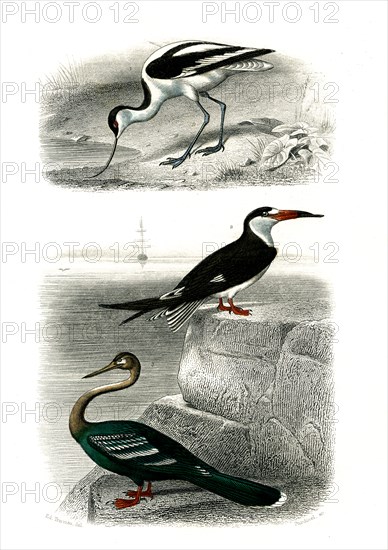 1 ) l'avocette     1846
2 ) le bec en ciseaux
3 ) l' anihnga