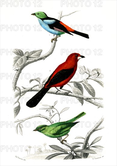 1 ) Le septicolor              1846
2 ) Le Scarlatte
3 ) Le rouverdin
Planche illustrée parue dans l'ouvrage "Le Règne Animal distribué d'après son organisation", de Georges Cuvier, paru en 1817.